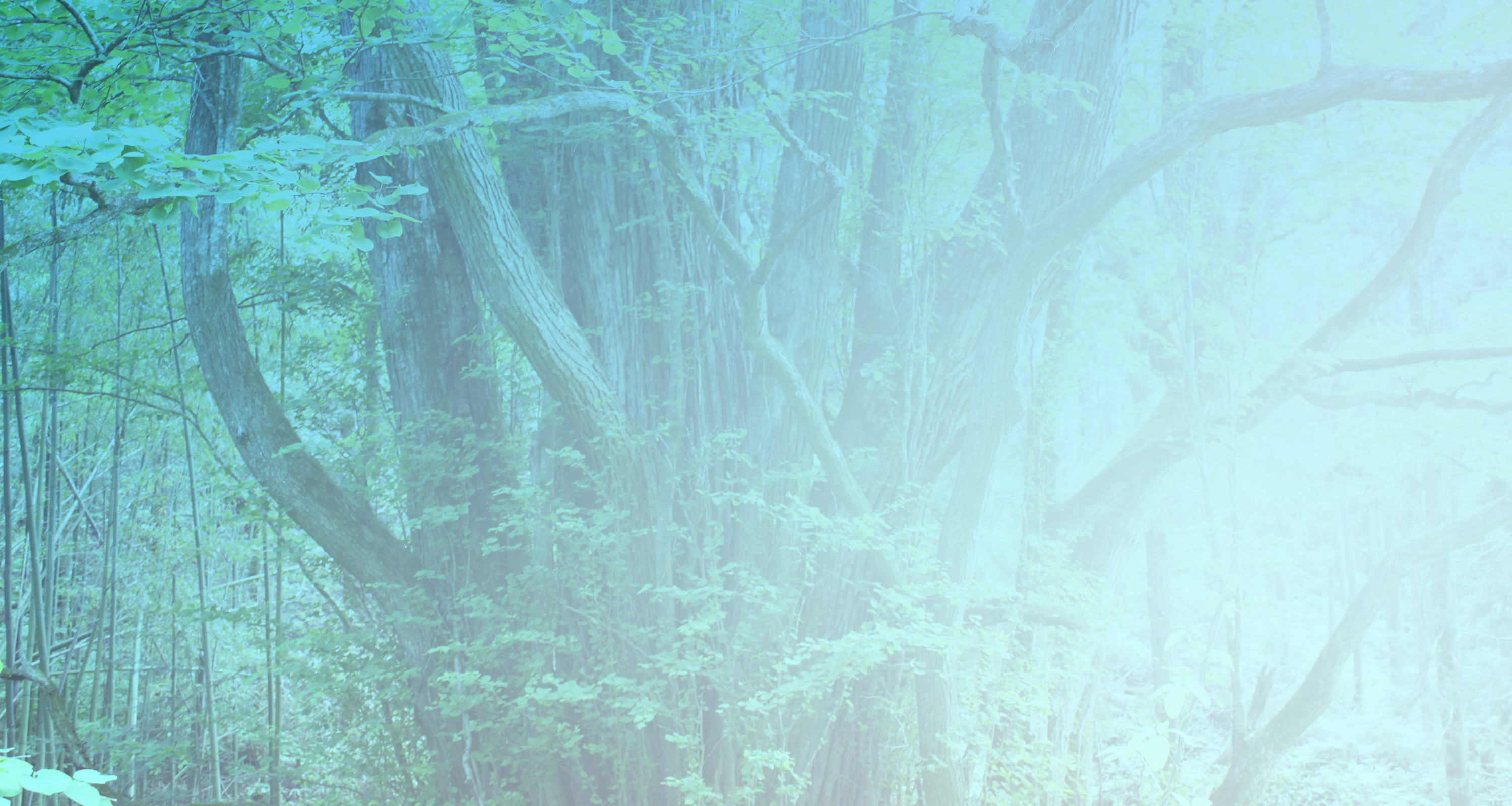 treeのイメージ画像